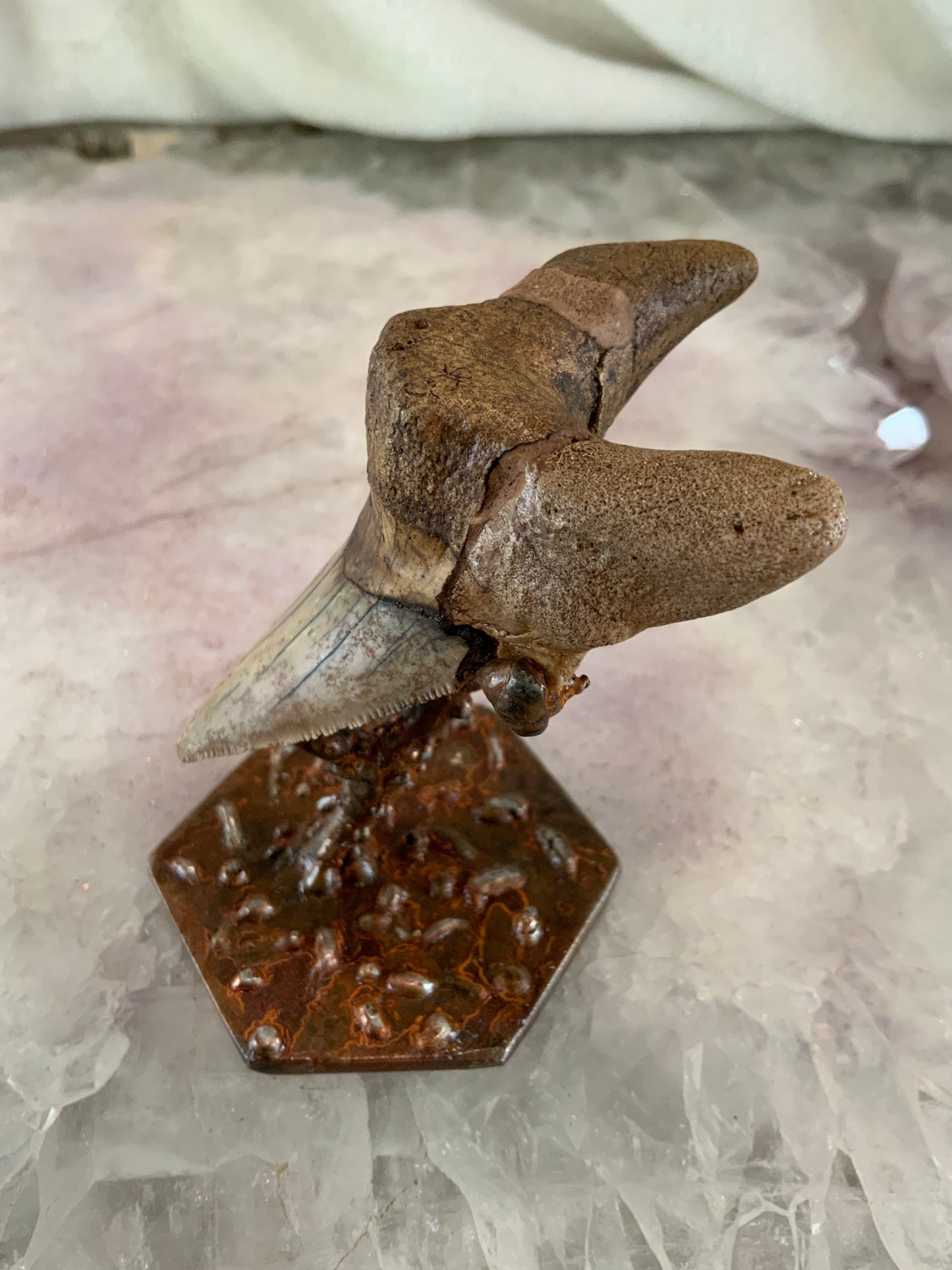 Fossilized Megalodon Tooth