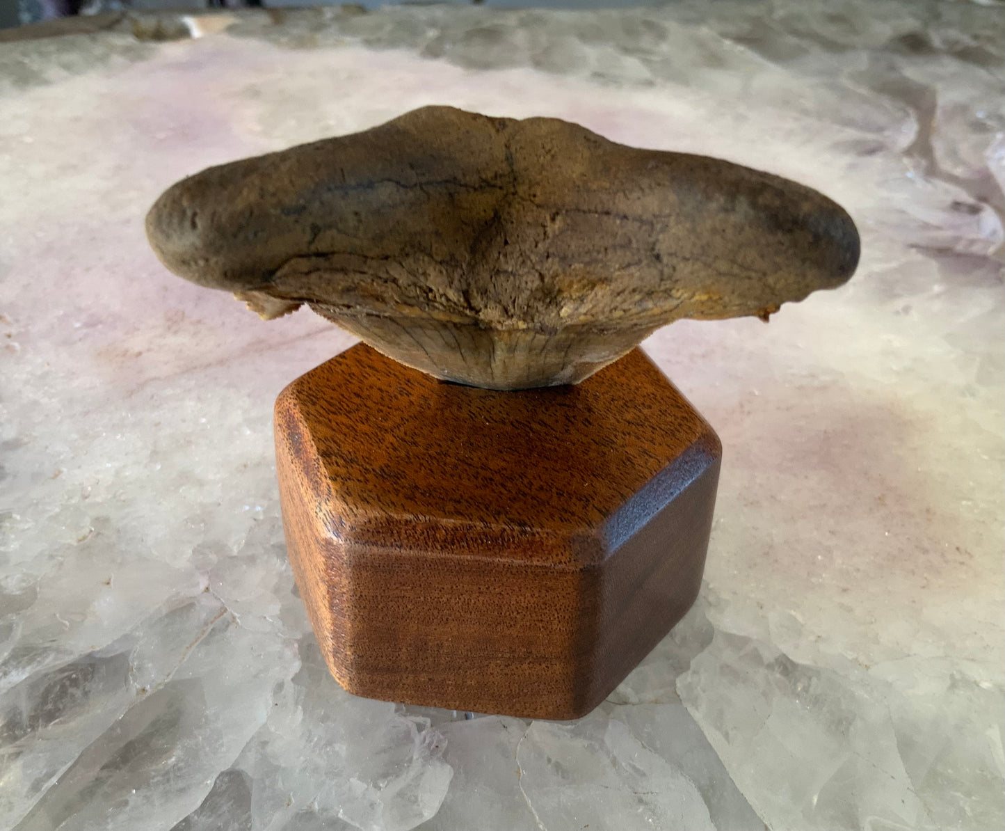 Fossilized Megaladon Tooth