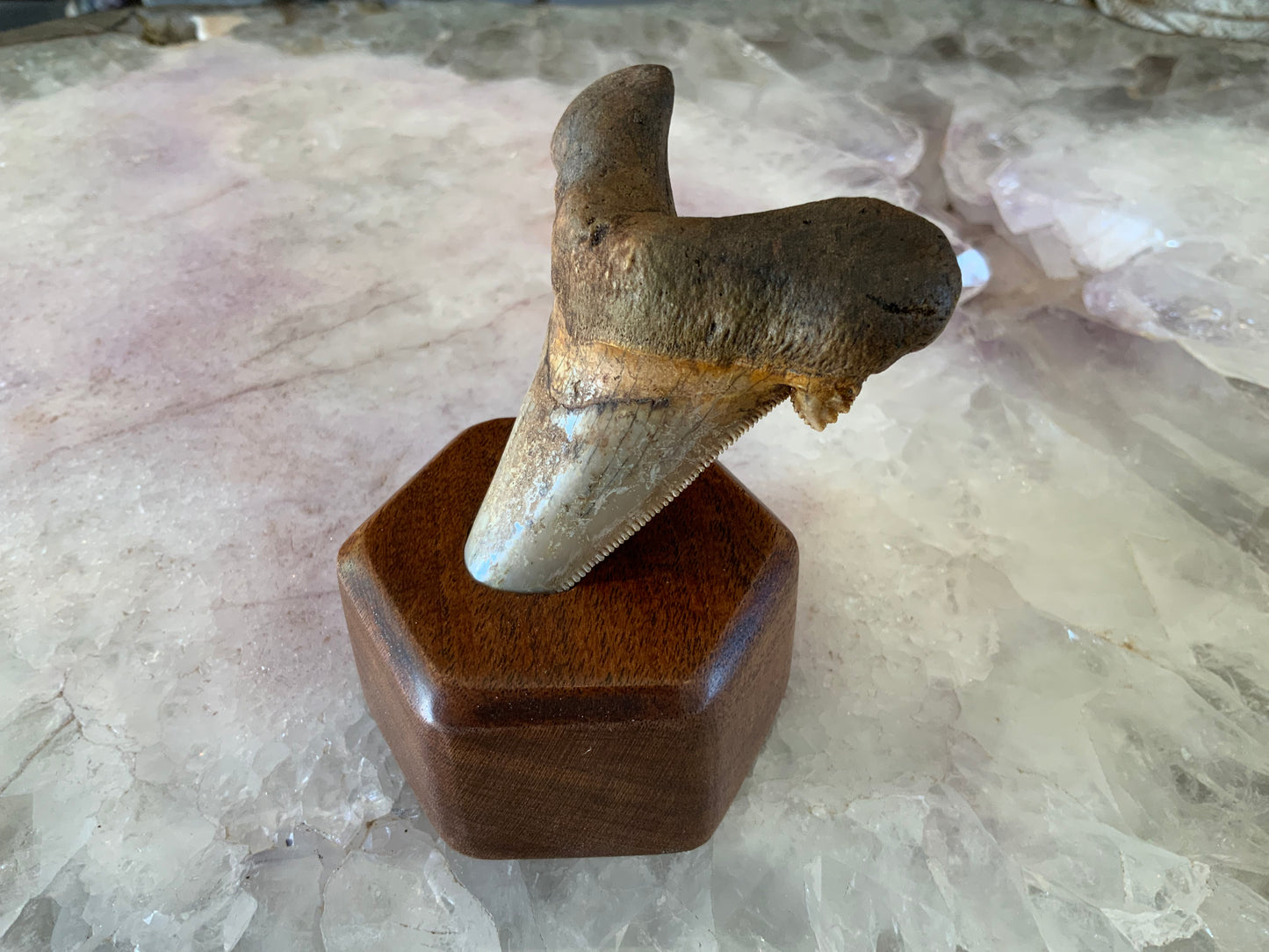 Fossilized Megaladon Tooth